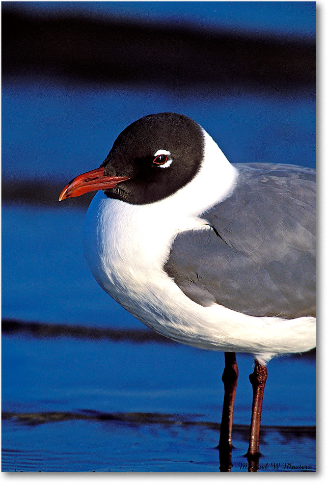 Laughing Gull 003-xxV 0205 3-1200-V1 MI-8-250 copy