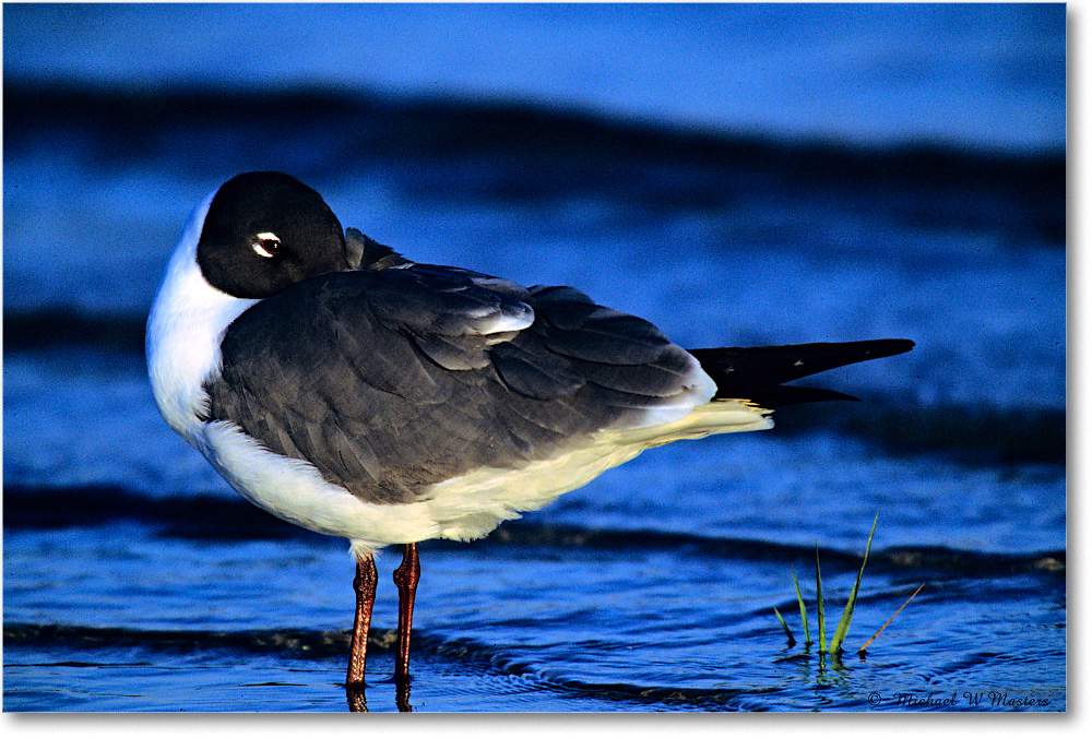 LaughingGull_Assateague-LTC_2002May_F05 copy