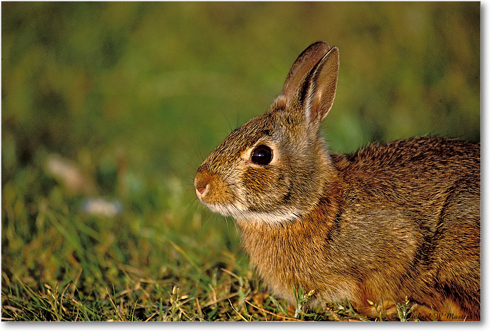 Rabbit Resting 002-xxH 0205 3-400Z-V1 AvE-5.4-400 copy