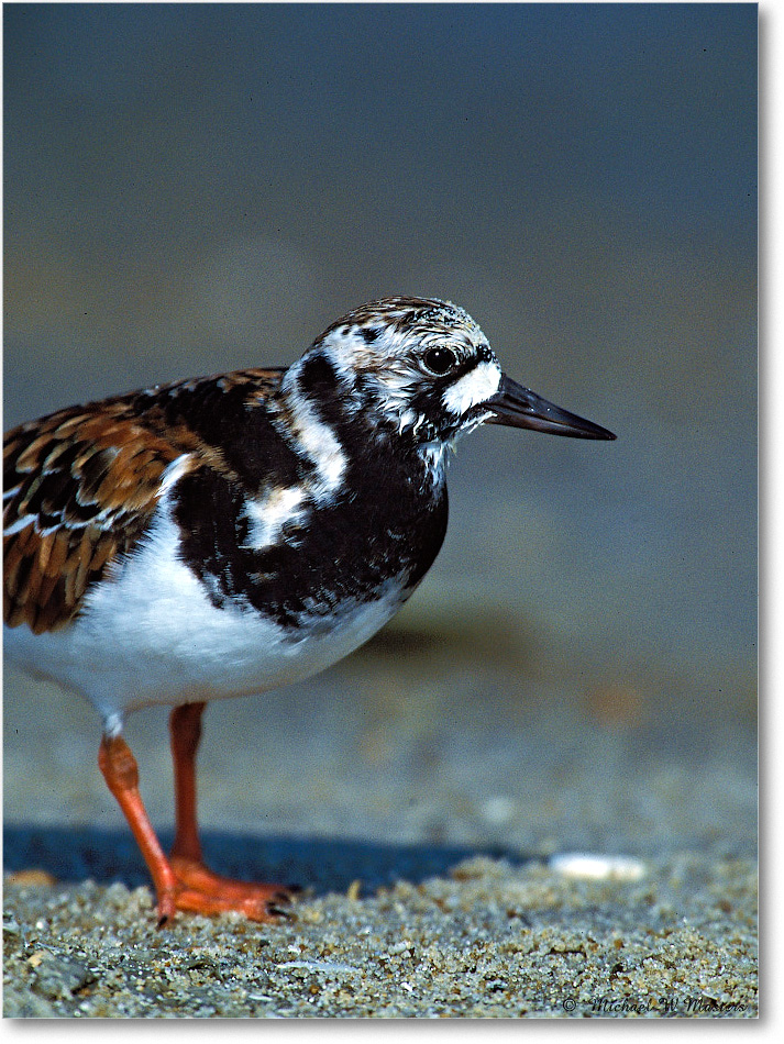 Ruddy Turnstone 001-12V 0205 3-1200-P2 MI-8-xxx copy