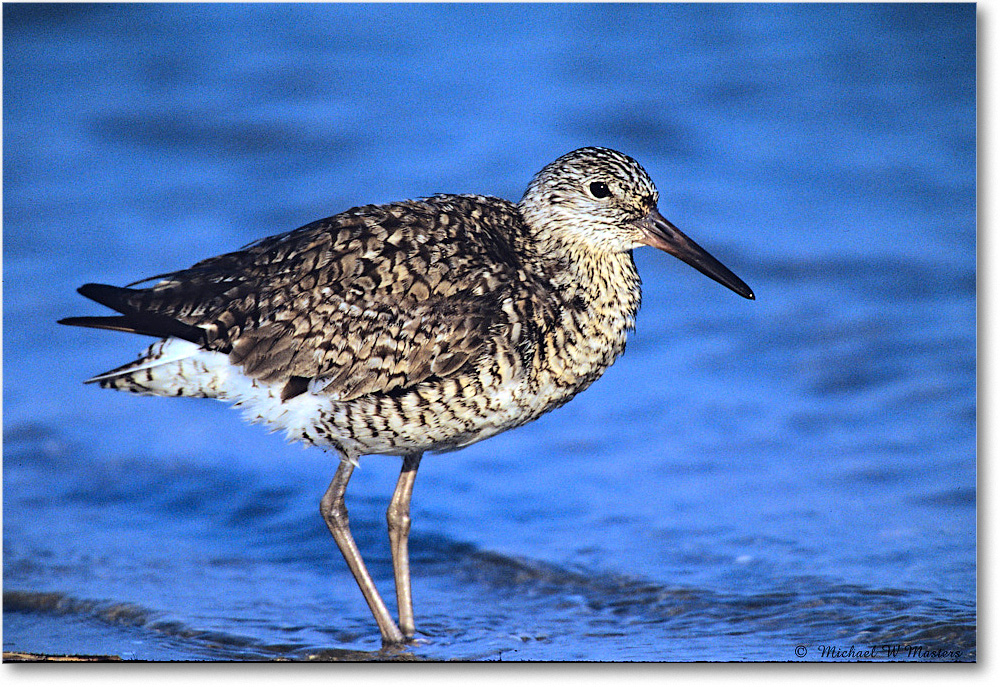 Willet_Assateague-LTC_2002May_F16 copy