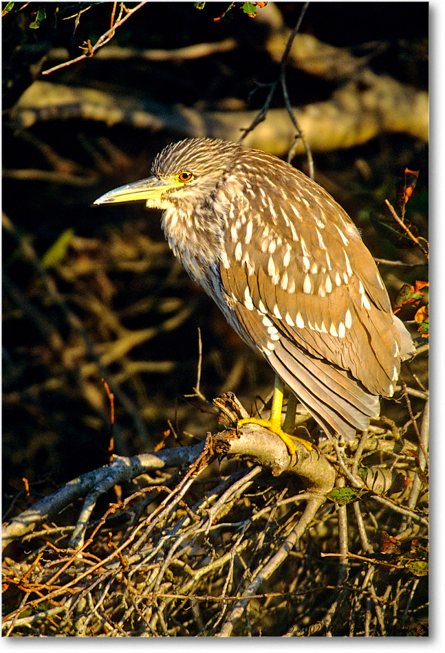 BCNightHeronJuv_ChincoNWR_2002Nov_F06 copy