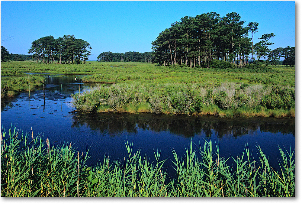 BlackDuckMarsh_ChincoNWR_2002Nov_X16 copy