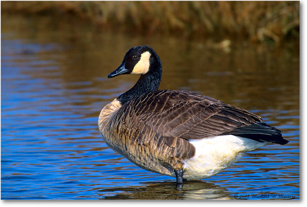 CanadaGoose_ChincoNWR_2002Nov_F03 copy