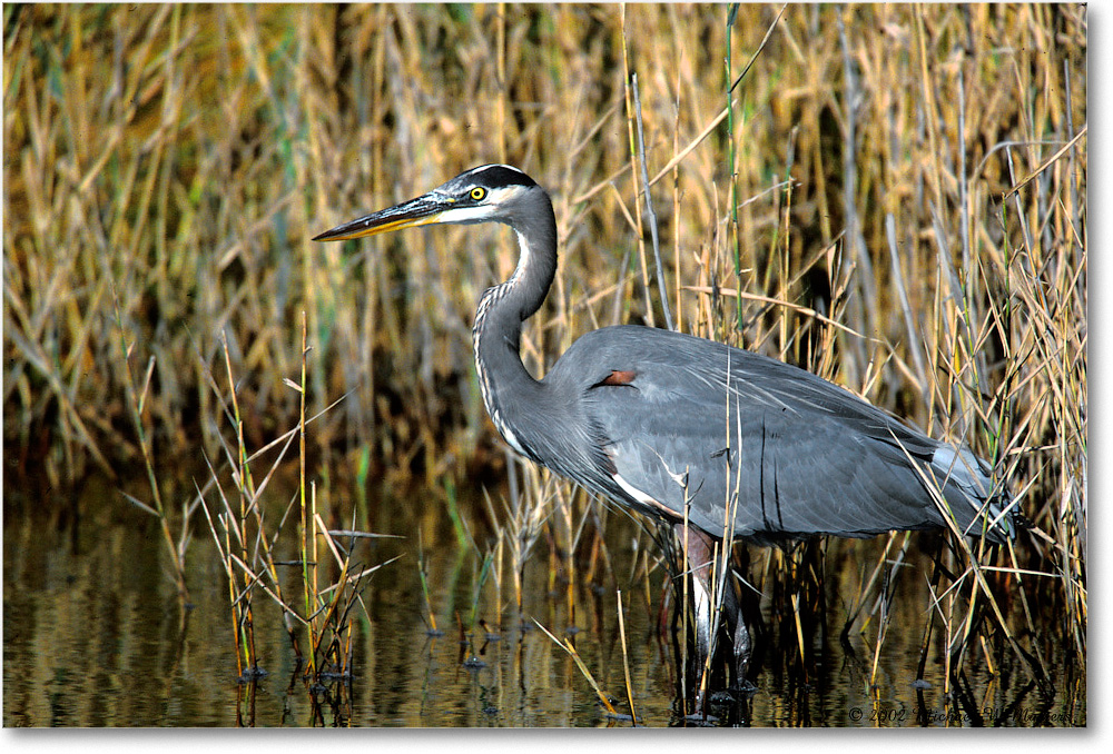 Great Blue Heron 004-30H 02-11 copy