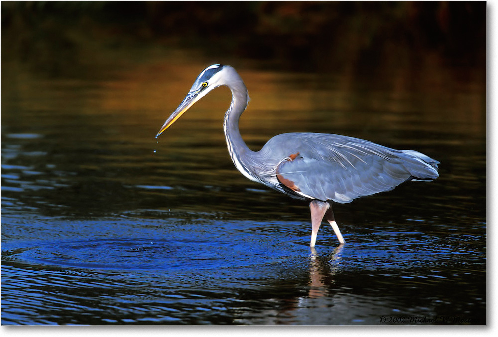 Great Blue Heron 007-8H 02-11 eos3-840-V1 MS-5 copy