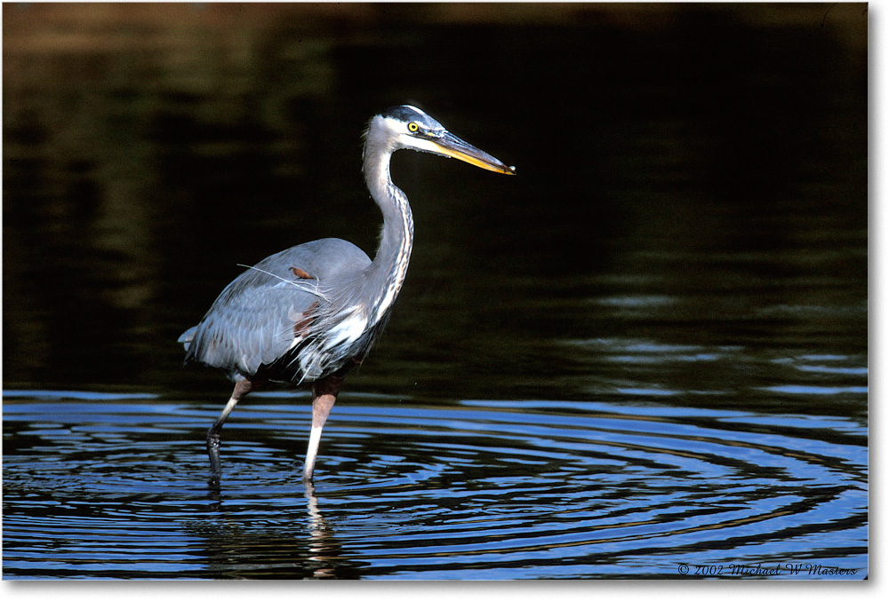 Great Blue Heron 008-20H 02-11 copy