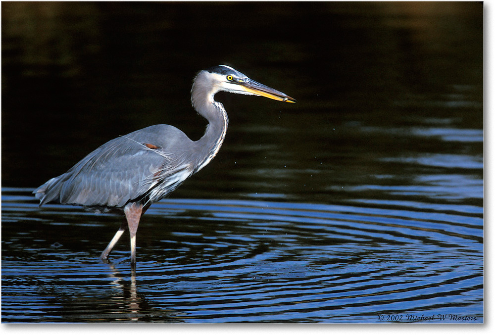 Great Blue Heron 009-21H 02-11 copy