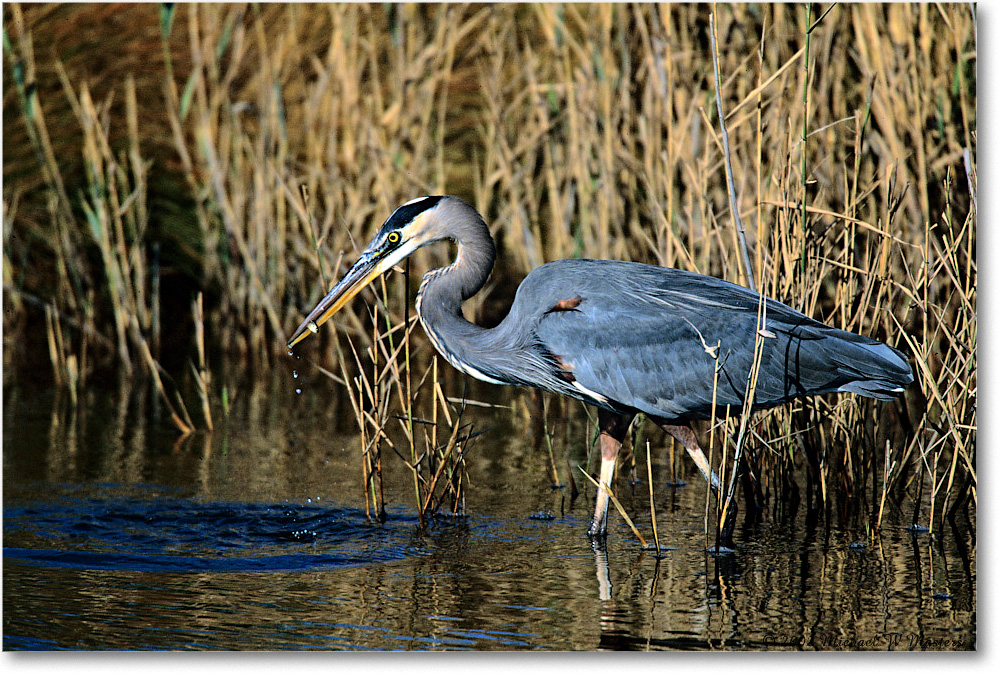 GreatBlueHeron&Fish_ChincoNWR-r_2002Nov_F21 copy
