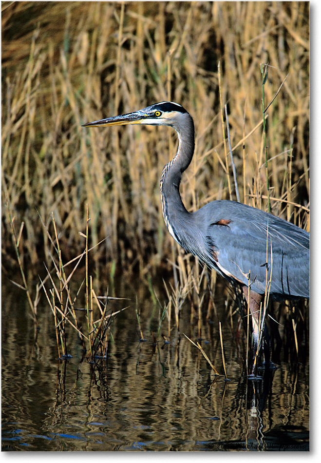 GreatBlueHeron&Fish_ChincoNWR-r_2002Nov_F31 copy