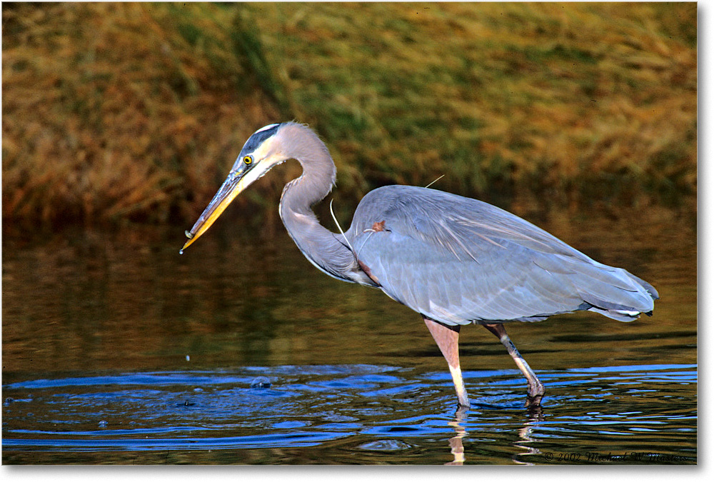 GreatBlueHeron&Fish_ChincoNWR_2002Nov_Vp28 copy