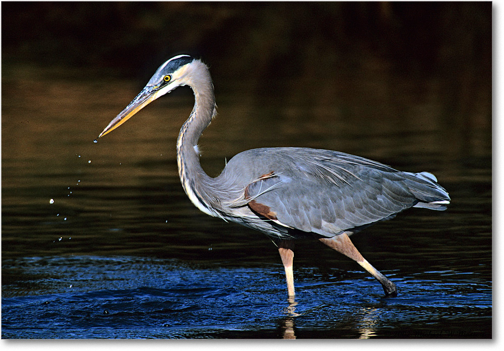 GreatBlueHeron_ChincoNWR-EA_2002Nov_F04 copy