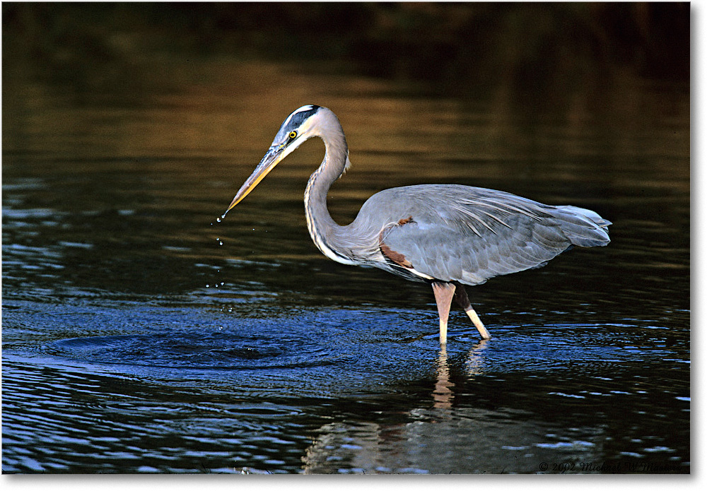 GreatBlueHeron_ChincoNWR-EA_2002Nov_F06 copy