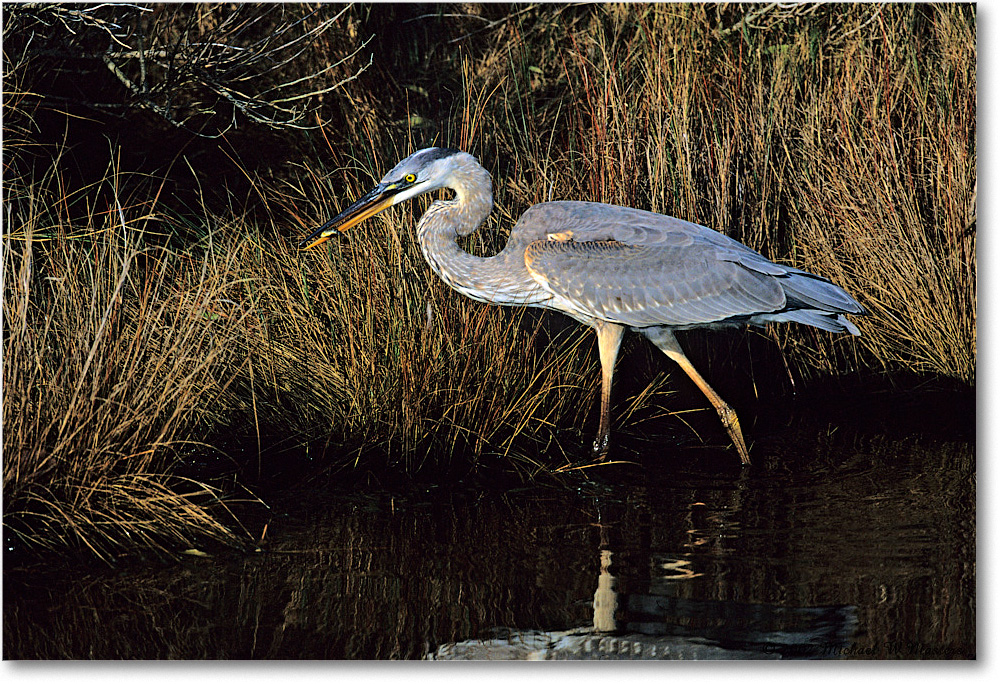 GreatBlueHeron_ChincoNWR-WLL_2002Nov_Vp01 copy