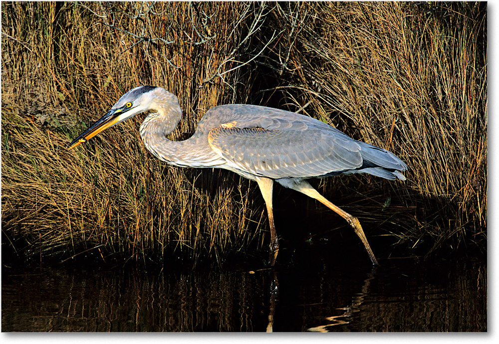 GreatBlueHeron_ChincoNWR-WLL_2002Nov_Vp16 copy