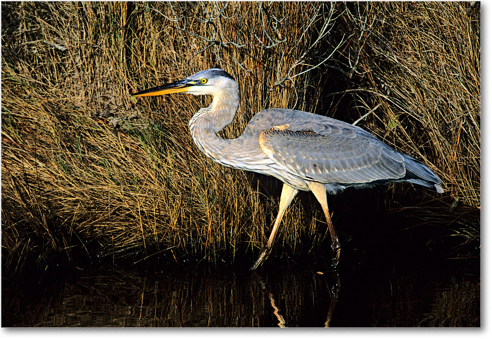 GreatBlueHeron_ChincoNWR-WLL_2002Nov_Vp23 copy