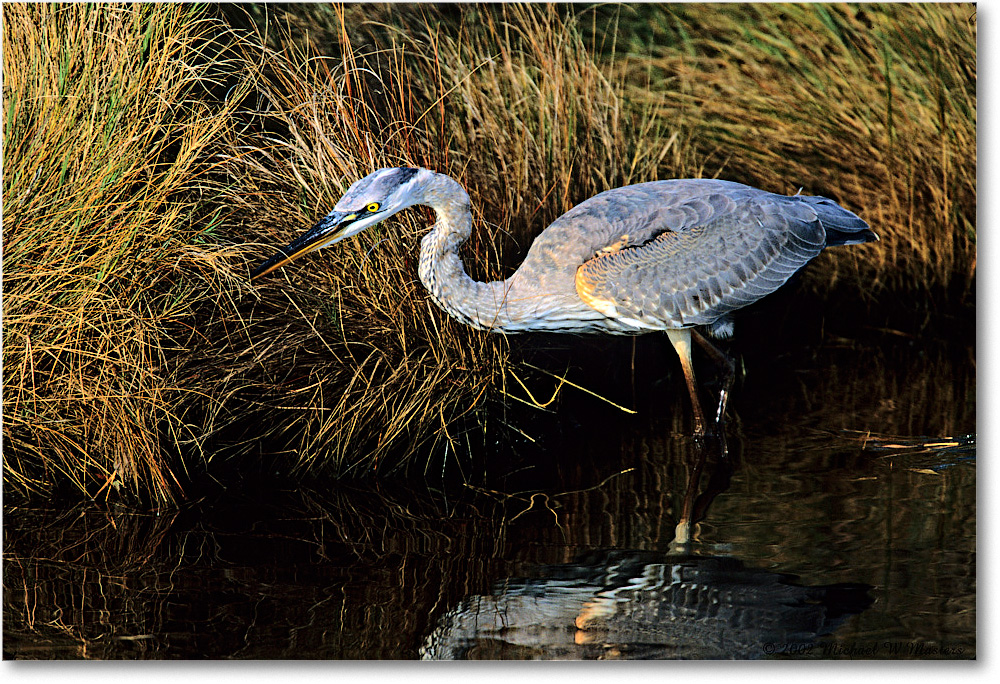 GreatBlueHeron_ChincoNWR-WLL_2002Nov_Vp34 copy