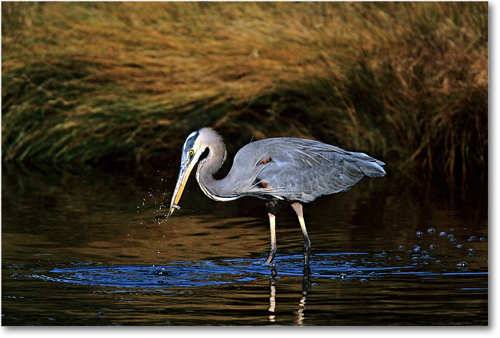 GreatBlueHeron_ChincoNWR-g_2002Nov_F11 copy