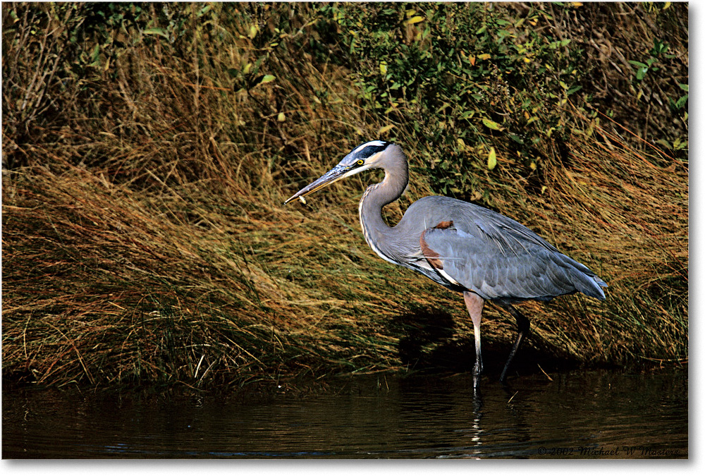 GreatBlueHeron_ChincoNWR-g_2002Nov_F26 copy