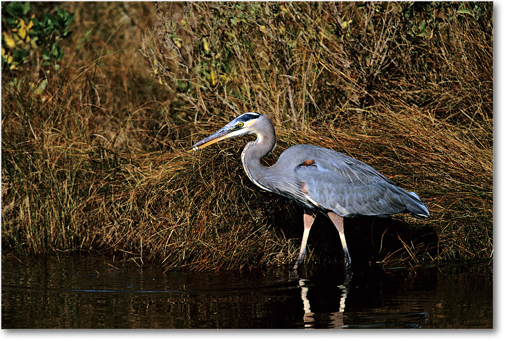 GreatBlueHeron_ChincoNWR-g_2002Nov_F30 copy