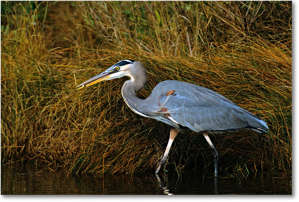 GreatBlueHeron_ChincoNWR-g_2002Nov_F32 copy