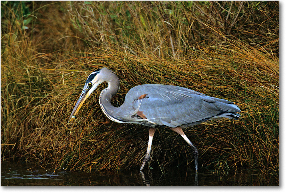 GreatBlueHeron_ChincoNWR-g_2002Nov_F34 copy