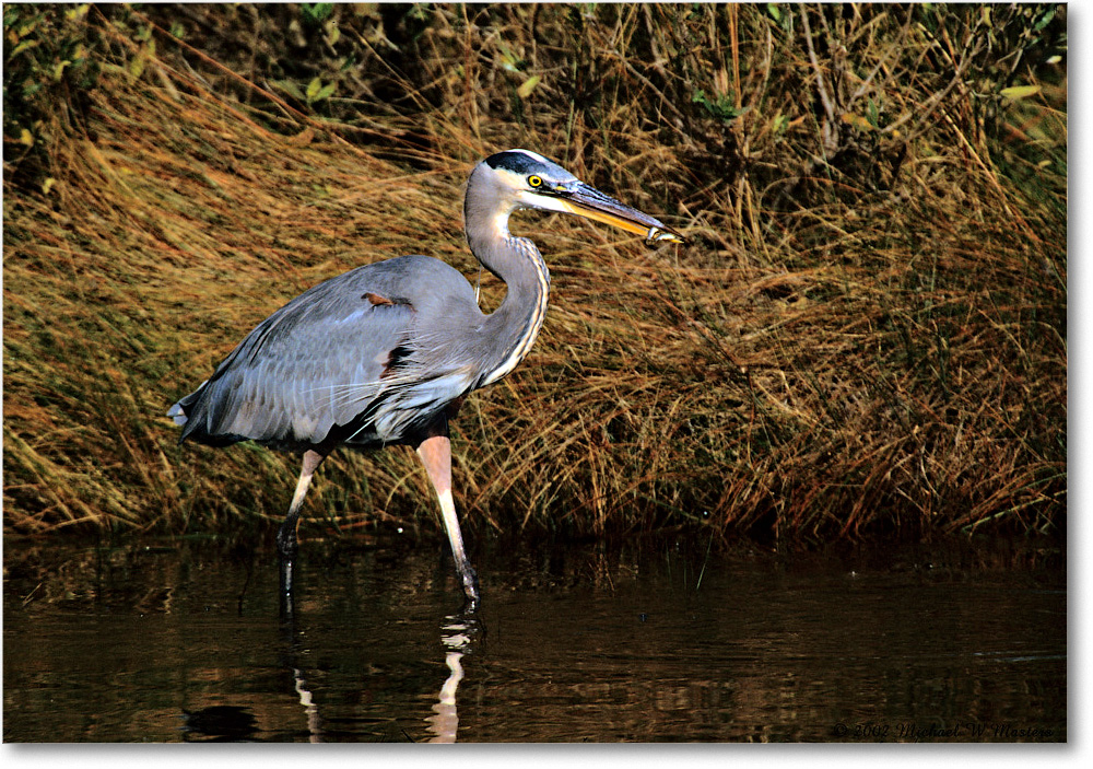 GreatBlueHeron_ChincoNWR-g_2002Nov_F35 copy