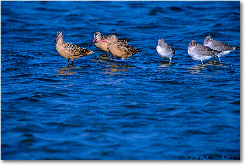 MarbldGodwit_ChincoNWR_2002Nov_F1`2 copy