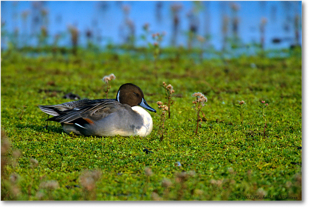 NorthernPintail_ChincoNWR_2002Nov_F36 copy