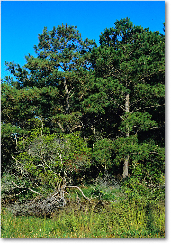 PineTrees_ChincoNWR_2002Nov_X13 copy