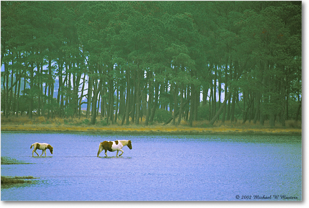 Ponies Crossing Water 007-36H 02-11 eos3-1680-PF2 MS-8.0-xxx copy