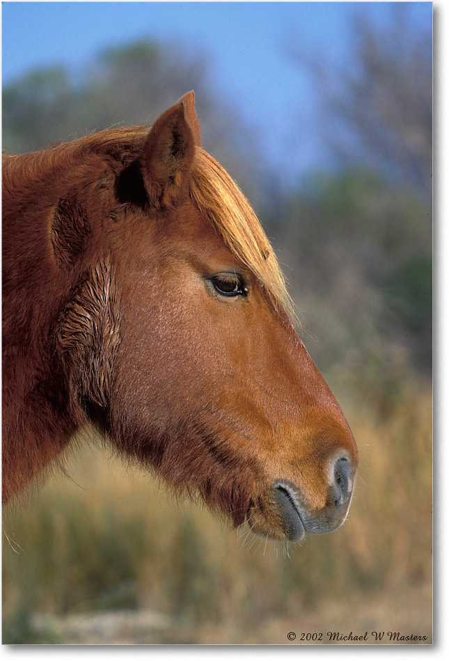 Pony Brown Head 004-03V 02-11 copy