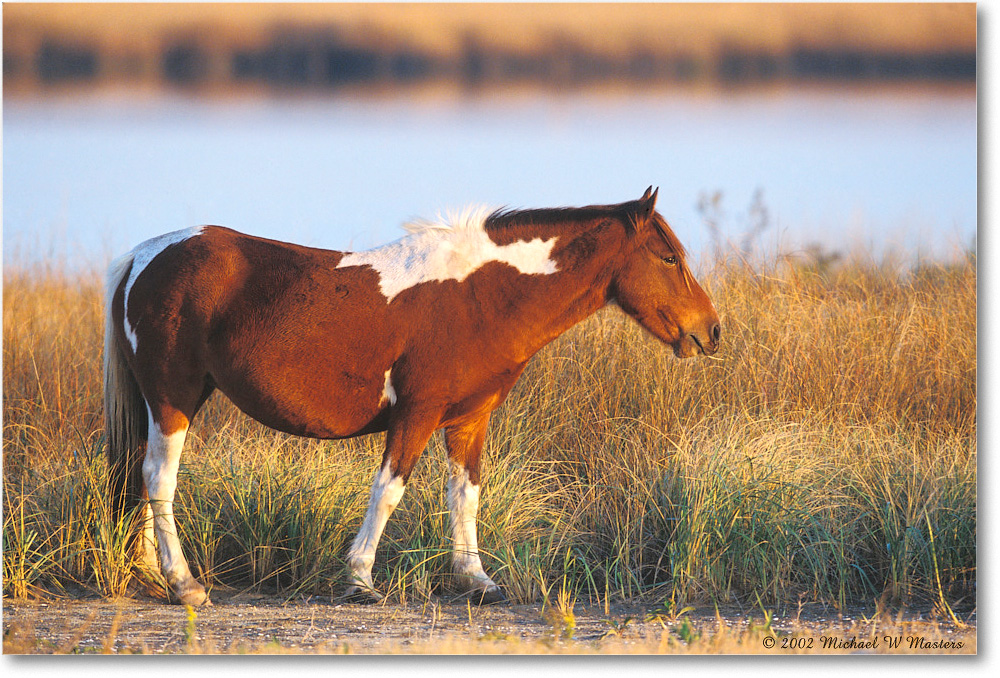 Pony at Dawn 011-35H 02-11 copy