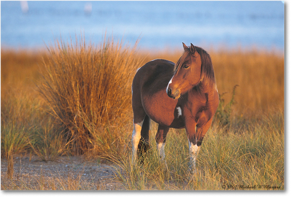 Pony at Dawn 012-23H 02-11 copy