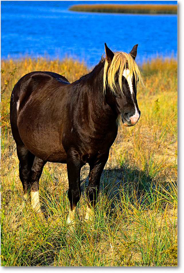 Pony_ChincoNWR_2002Nov_K16 copy