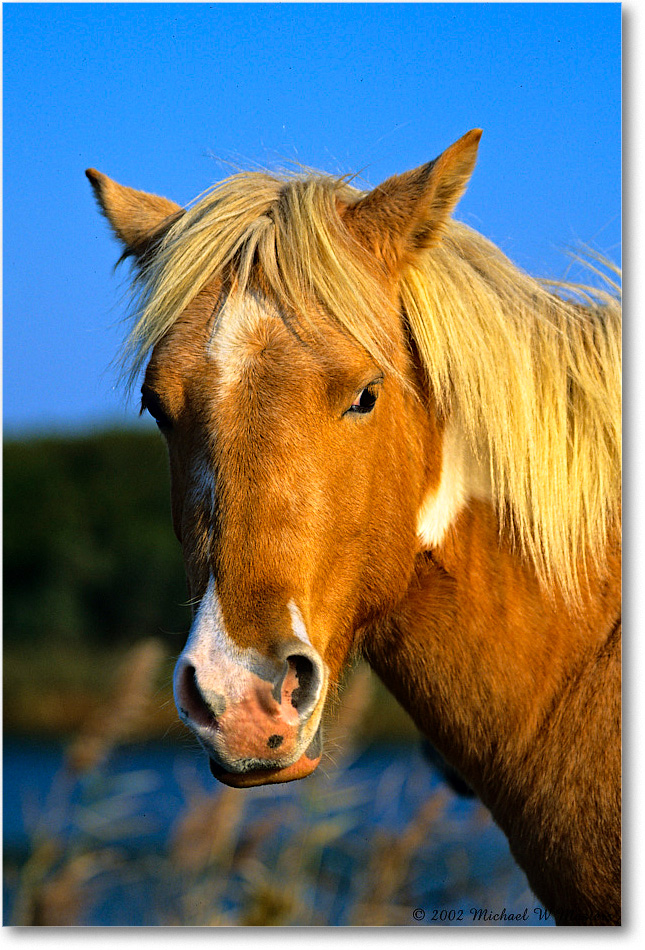 Pony_ChincoNWR_2002Nov_V06 copy