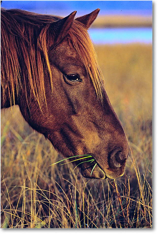 Pony_ChincoNWR_2002Nov_V06b copy