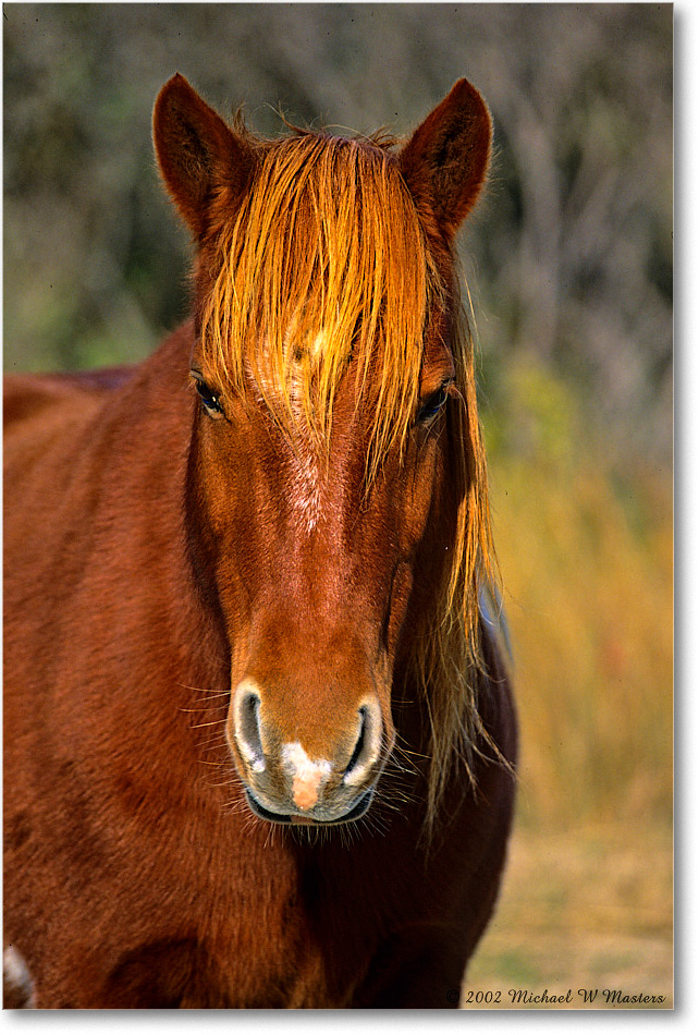 Pony_ChincoNWR_2002Nov_V07 copy