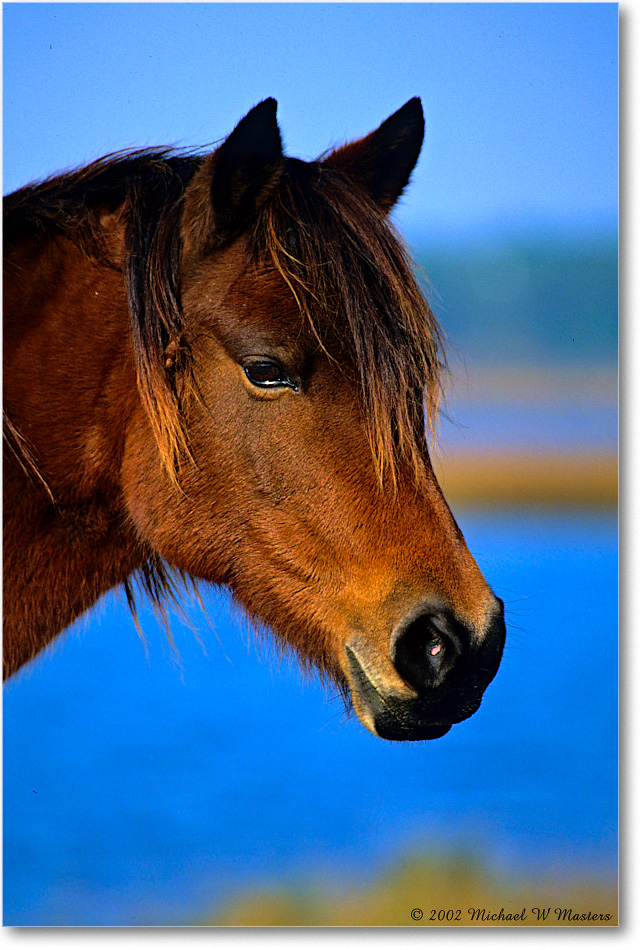 Pony_ChincoNWR_2002Nov_V12 copy