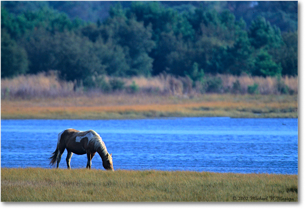 Pony_ChincoNWR_2002Nov_V15 copy