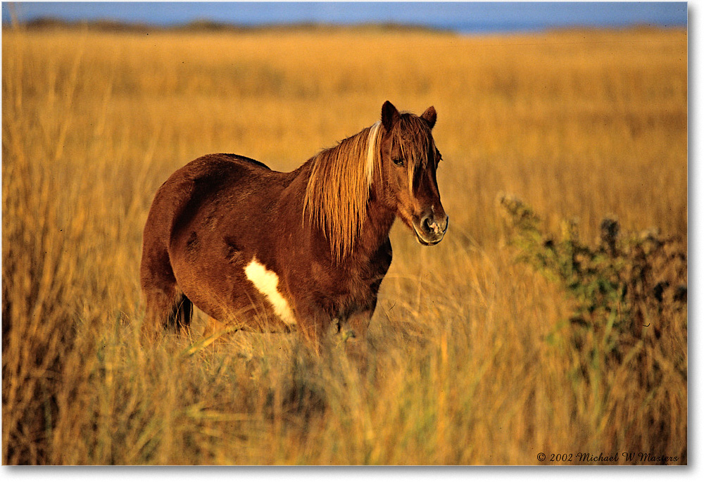 Pony_ChincoNWR_2002Nov_V18 copy
