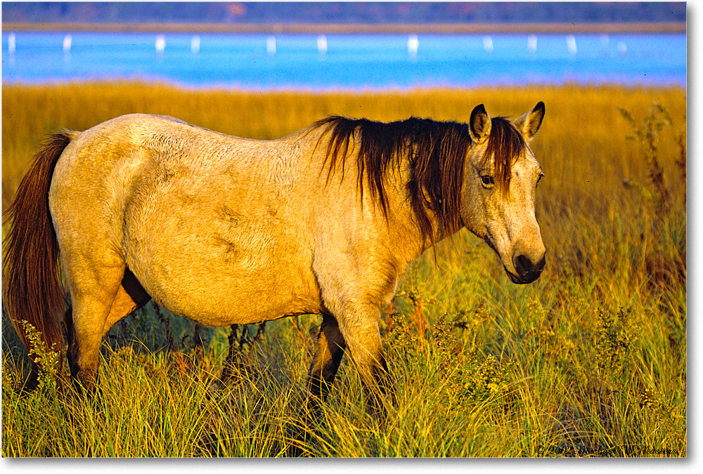 Pony_ChincoNWR_2002Nov_V19 copy