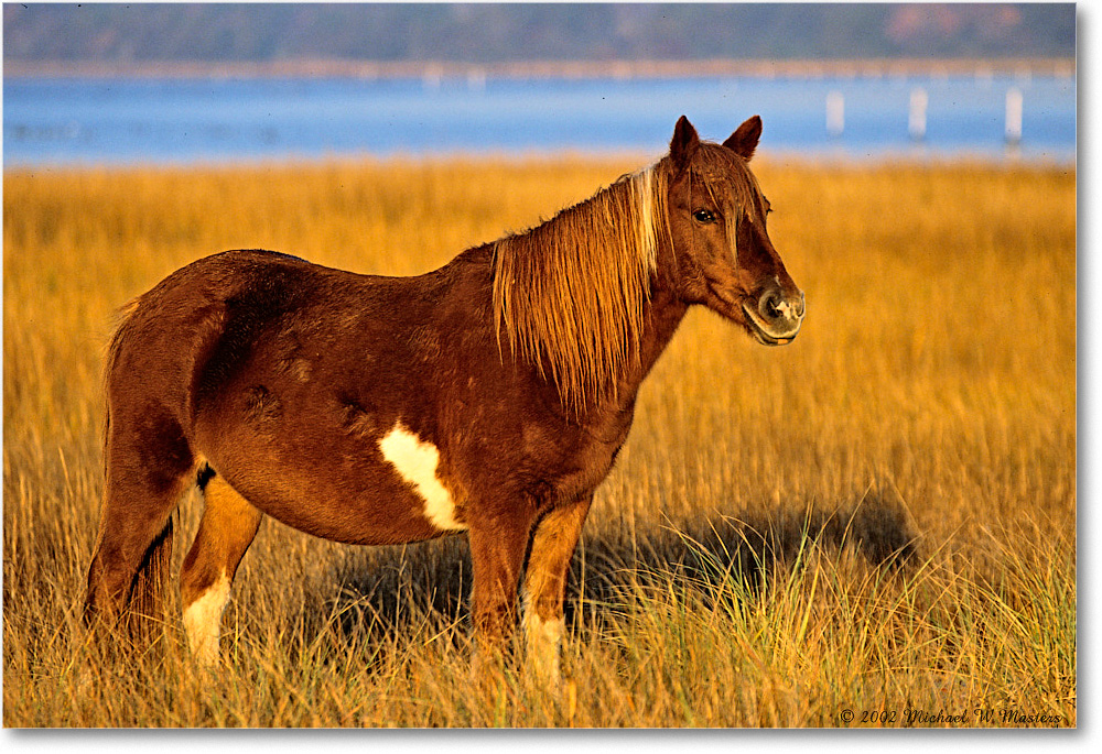 Pony_ChincoNWR_2002Nov_V24 copy