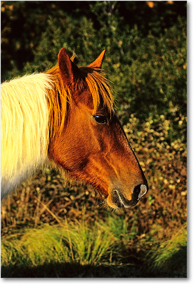 Pony_ChincoNWR_2002Nov_V25b copy