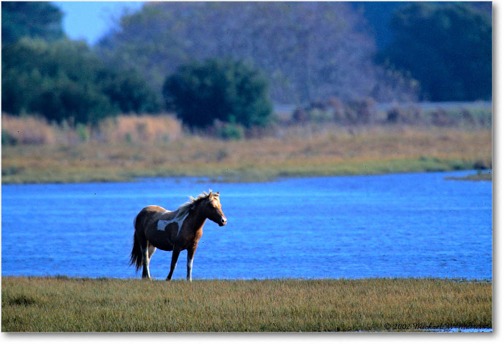 Pony_ChincoNWR_2002Nov_V27 copy