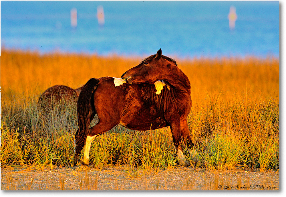 Pony_ChincoNWR_2002Nov_V28 copy