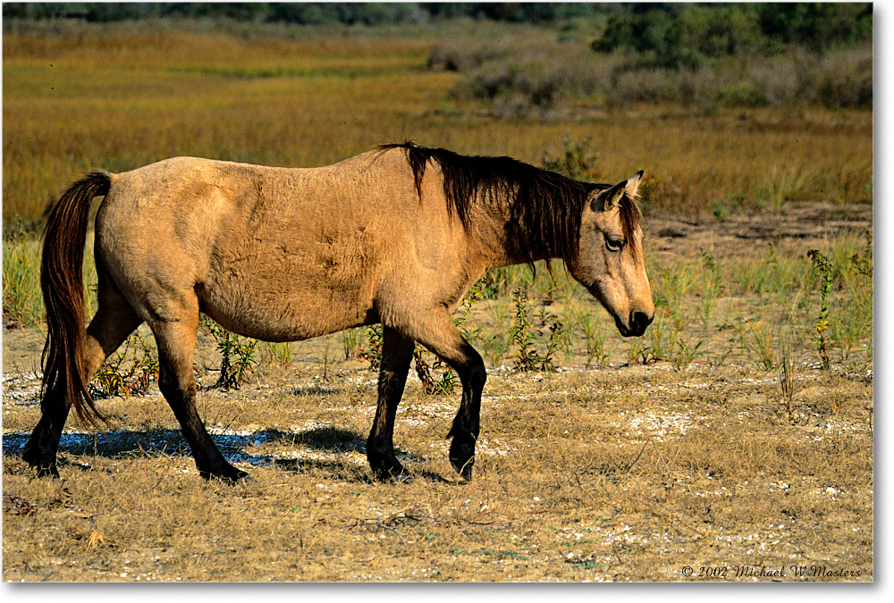 Pony_ChincoNWR_2002Nov_V31 copy