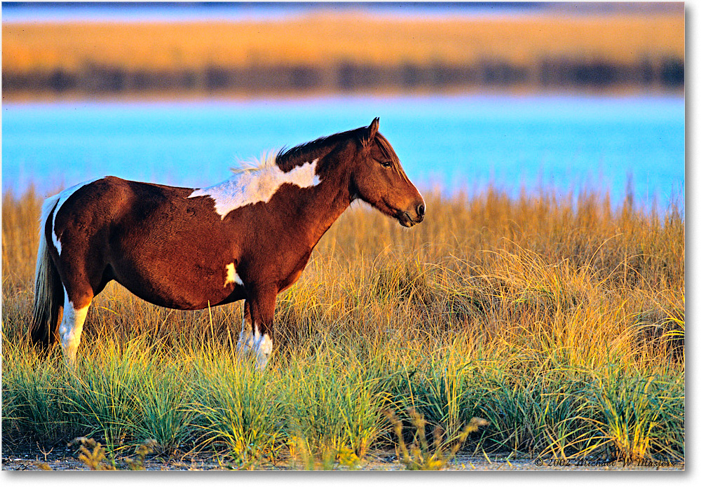 Pony_ChincoNWR_2002Nov_V34b copy