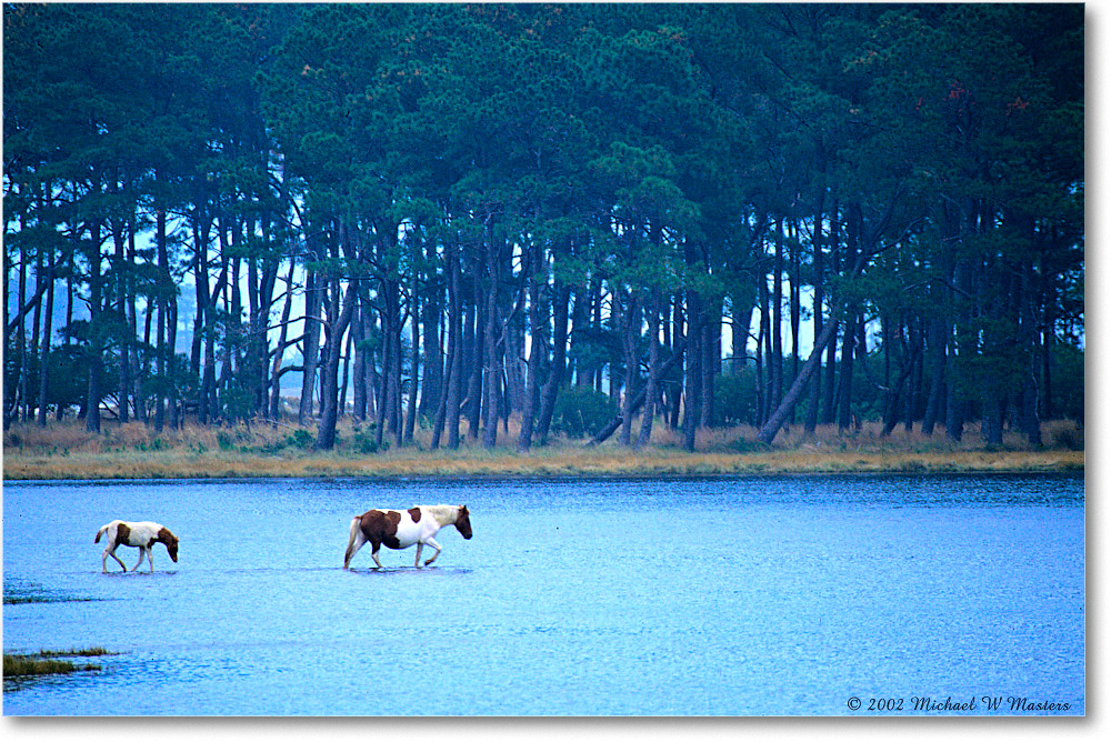 Pony_ChincoNWR_2002Nov_V36 copy