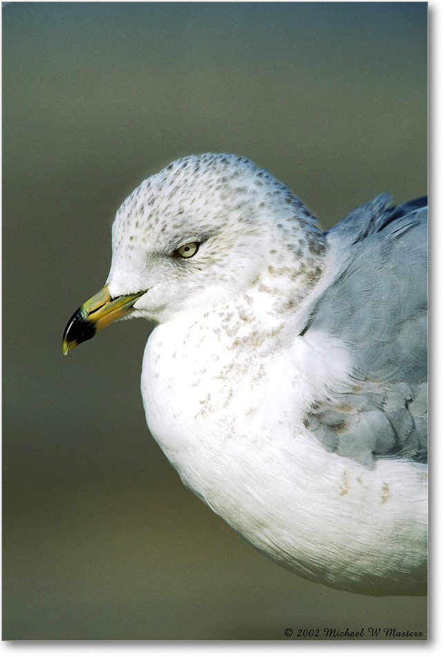 Ring Bill Gull 005-33V 02-11 copy